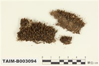 藏品(叢苔科)的圖片